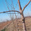 40pcs (t18) Fruit Tree Branch | Open Angle| Pull Branch Stereotyped Branch |bending Tool |fruit Branch Tw 1