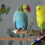 HEMOTON Parrot Perch for Foot Exercise and Resting 5 pcs 6
