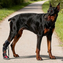 (XL, black red 2pcs) 1/2Pcs No Knuckling Boot Brace Dog Dragging Paws Corrective Dog Shoe to Safely Lift Toes Drop Foot Brace with Reel XL