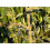 40pcs (t18) Fruit Tree Branch | Open Angle| Pull Branch Stereotyped Branch |bending Tool |fruit Branch Tw 2