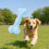 (C) Soft Rubber Chew Toy – Bite Resistant & Elastic – for Aggressive Chewers 1