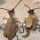 Cat Cockroach Costume DIY Kit for Halloween 7