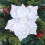 Artificial Silk Poinsettias Red White Gold 12 pcs 1