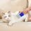 Pet Grooming Kit Stainless Steel 4 Combs 4