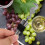 Animal-shaped wine bottle stopper 1 piece 3