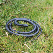 2 Pcs 1. Realistic Rubber Toys Fake Snakes Safari Props Halloween Joke Trick Gift