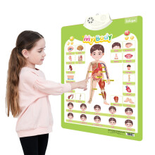 Educational Body Parts Posters for Kids - Organs Muscles
