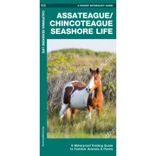 AssateagueChincoteague Seashore Life 2nd Ed by J.M. Kavanagh Paperback