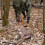 Deer Drag Harness Orange 2PCS with Self-Lock Loop and Handle 7