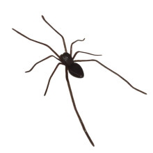 Brown Spider Fridge Magnet 3D Realistic Halloween Decoration