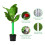 8PCS Tree Protectors 2 Size Plastic Spiral Tree Guard Tree Trunk Protector Wrap Tree Bark Protector Tube Tree Wraps 1