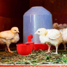 24PCS Chicken Watering Cup Automatic Filling Waterer Poultry Drinking Bowl Thread Watering Feeder Cup for Chicken