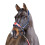 (Cob, Navy) Whitaker Union Jack Padded Horse Headcollar 2