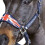 (Cob, Navy) Whitaker Union Jack Padded Horse Headcollar 3