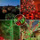 Christmas Cluster Lights 36FT 500LED Clear Wire 16 Modes 6