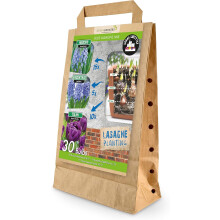 GreenBrokers Blue Lasagne Mix – 30 Spring Flower Bulbs, Bee-Friendly