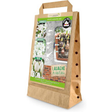 GreenBrokers White Lasagne Bulb Mix – 30 Spring Bulbs, Bee-Friendly
