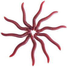 Red Silicone Fishing Worms 4cm 100 Pieces