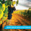 Activity Superstore Vineyard with Lunch for Two Gift Experience Voucher 2