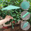 Parapluie pour plantes, Installation facile, décoration-Vert 8