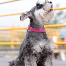 Collier pour chien à boucle à dégagement rapide, en nylon respirant et ajustable pour grands chiens, résistant aux intempéries, double
