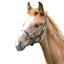 (Baby 2, Black) Blenheim Leather Adjustable Horse Headcollar