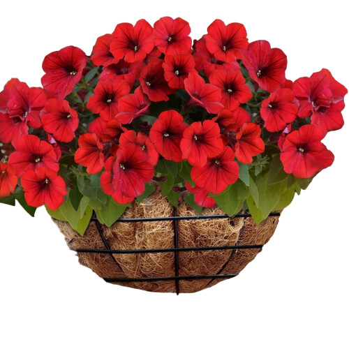 (14in, Green) Ambassador Wire Wall Basket