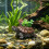 Single piece accent for fish habitat styling and desktop-1 7
