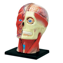 Medical-Torso Human Body Model Education Muscles Nerve Organs Model for Student Teaching Study Assembling Model