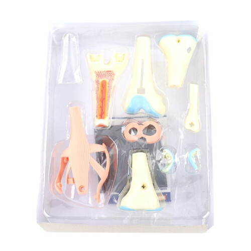 Medical Torso Human Body Model Education Knee Joint Organs Model for Student Teaching Study Assembling Model 1