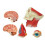 Medical-Torso Human Body Model Education  Muscles Nerve Organs Model for Student Teaching Study Assembling Model 5