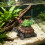 Single piece accent for fish habitat styling and desktop-1 9