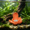 Single piece accent for fish habitat styling and desktop-1 11