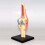 Medical Torso Human Body Model Education Knee Joint Organs Model for Student Teaching Study Assembling Model 4