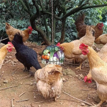 2pcs Hanging Chicken Feeder-Large Metal Chicken Vegetable Treat -Sturdy Chicken Treat Dispenser with Chain