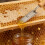(EU)Beekeeping Outdoor Heating Electric Bee Honey Knife Cutter Temperature Control Uncapping Scraper Bee Extractor 11