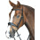 (Cob, Black) Collegiate Mono Crown Padded Raised Leather Flash Bridle 1