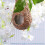 Parakeet Nest Set Premium Artificial Grass 2 pcs 7