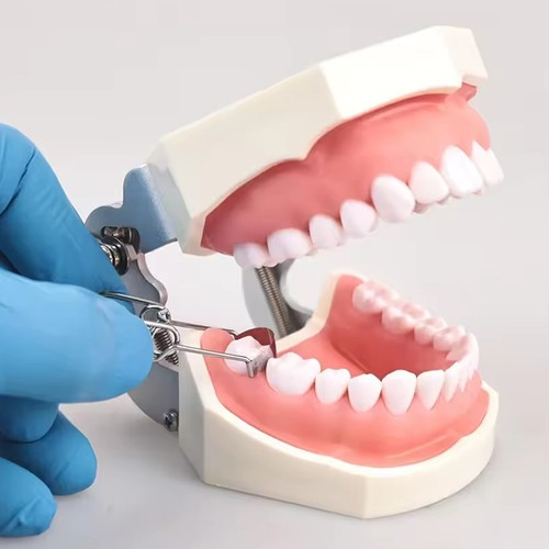 Dental Orthodontic Typodont Model /Implant Denture Restoration Model