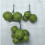 Faux Coconuts Fruit Vegetable Model Great for-5 heads 8
