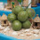 Faux Coconuts Fruit Vegetable Model Great for-5 heads 9
