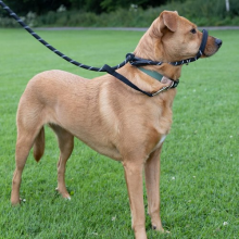 Figure 8 Rope Slip Lead Adjustable Anti-Pull Dog Lead with Padded Nose Support