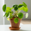 Chinese Money Plant 1