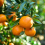 Citrus Satsuma?4L 70-90cm 1