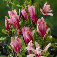 Magnolia 'Susan' Established Plant in 9cm Pot