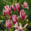 Magnolia 'Susan' Established Plant in 9cm Pot 1