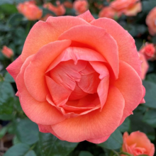 Rose 'Brenda's Rose ' Established Plant in 4 Litre Pot