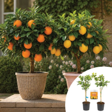 Citrus Patio Tree Collection, Orange Lemon, Fruit Plants With Feed in 4L Pots
