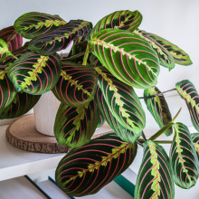 Prayer Plant 'Maranta Tricolour', Established Houseplant in 12cm Pot