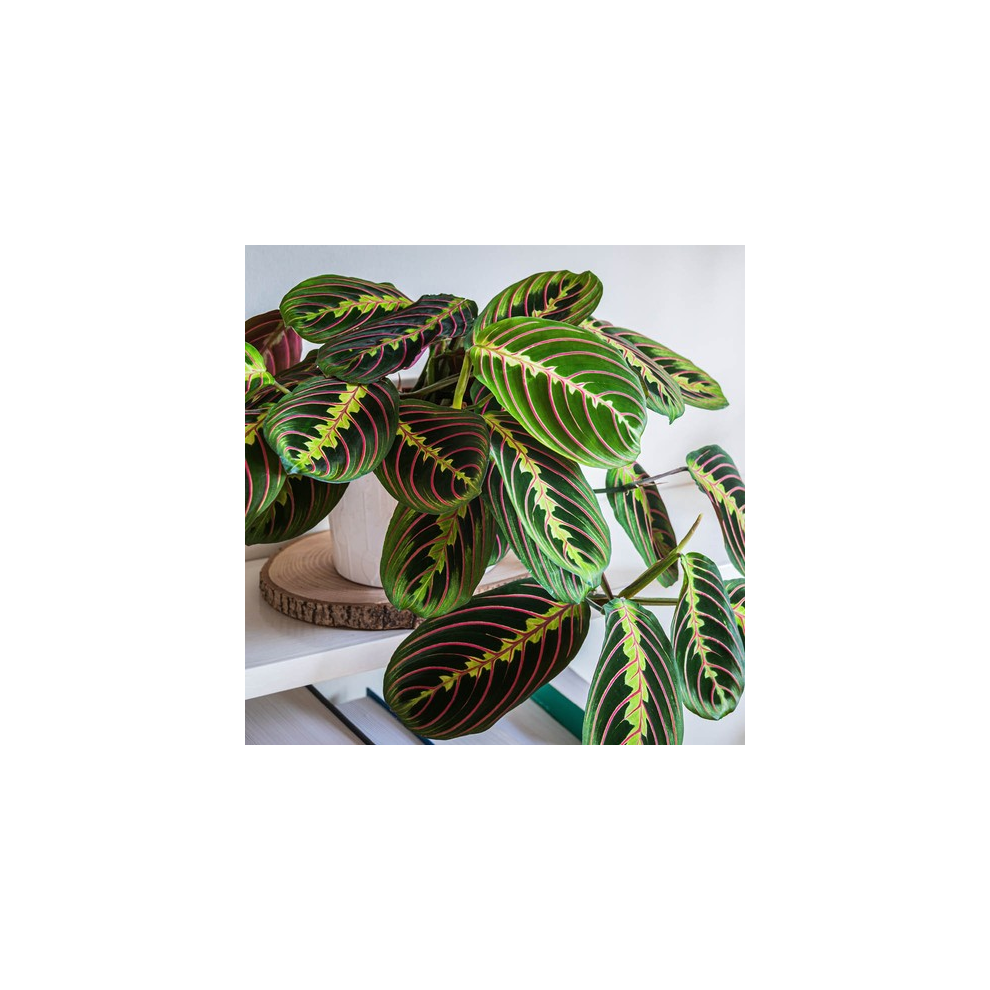 B&Q - Prayer Plant 'maranta Tricolour'Established Houseplant In 12Cm PotReady To Plant And Display - Image 2
